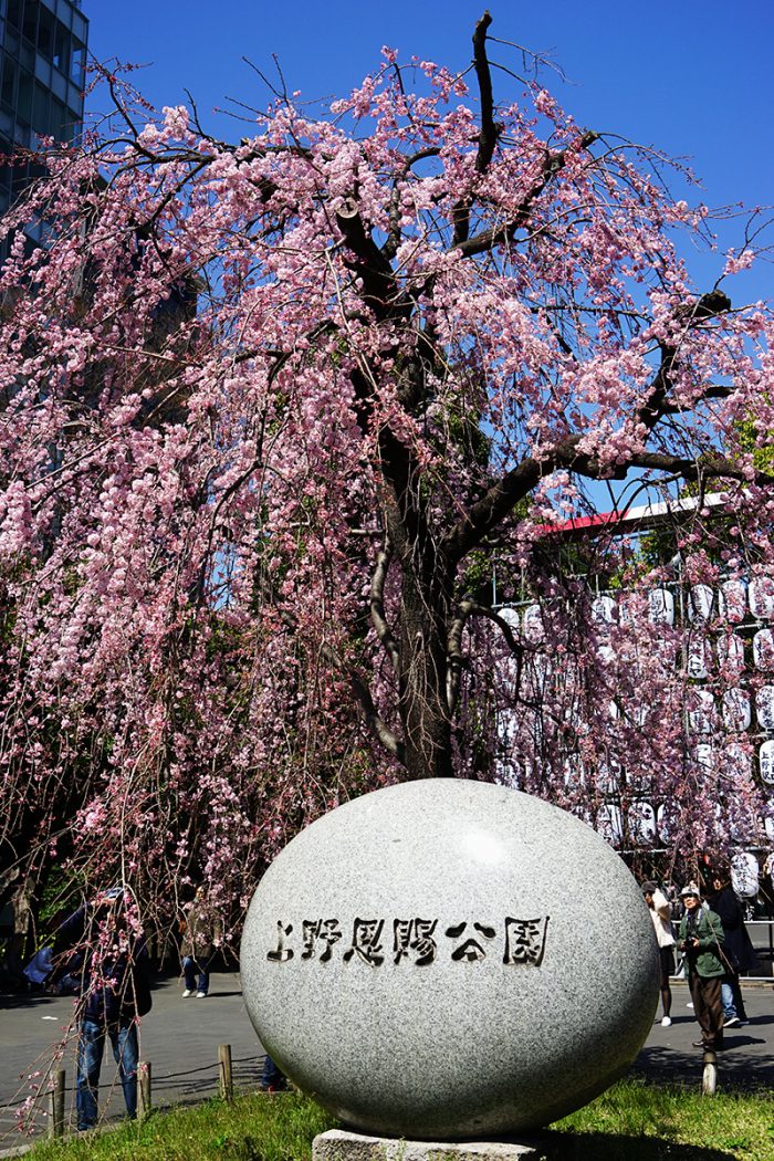 上野公園桜